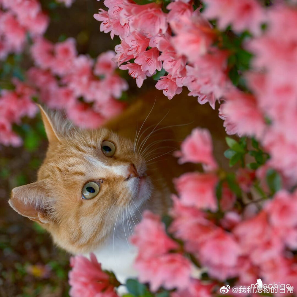 花与猫