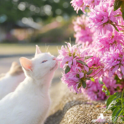 花与猫