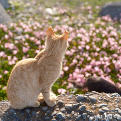 花与猫