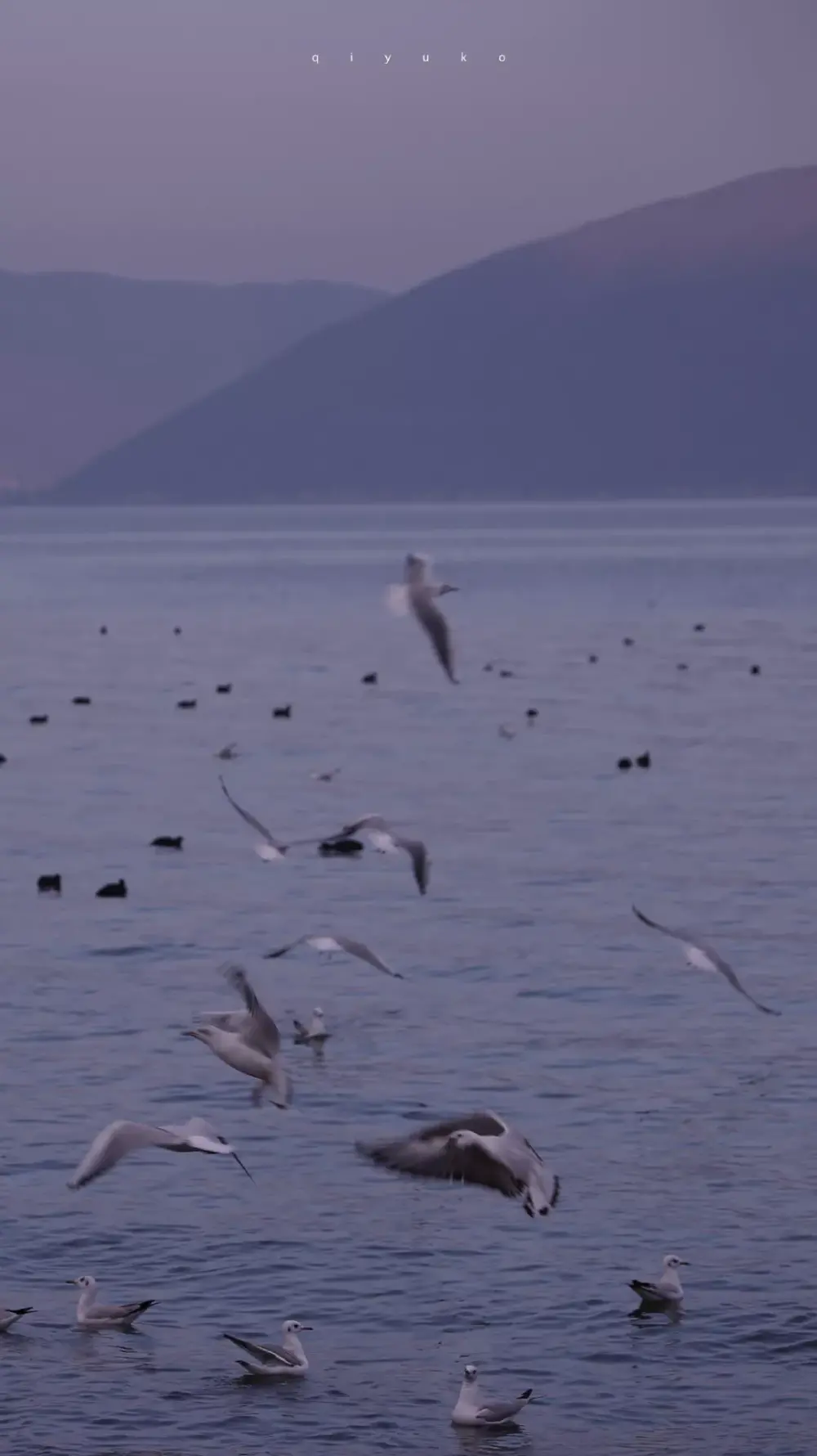 “凌晨四点钟看海棠花未眠。”
——川端康成 《花未眠》