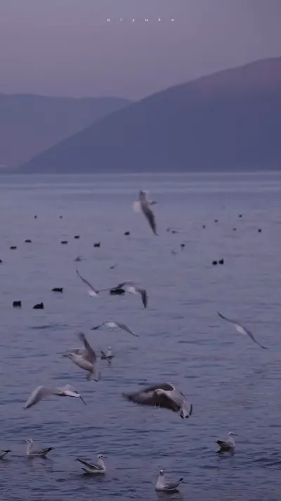 “凌晨四点钟看海棠花未眠。”
——川端康成 《花未眠》