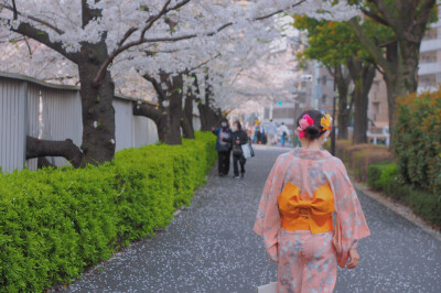 神社与樱花与你