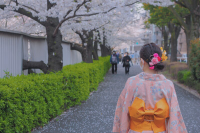 神社与樱花与你