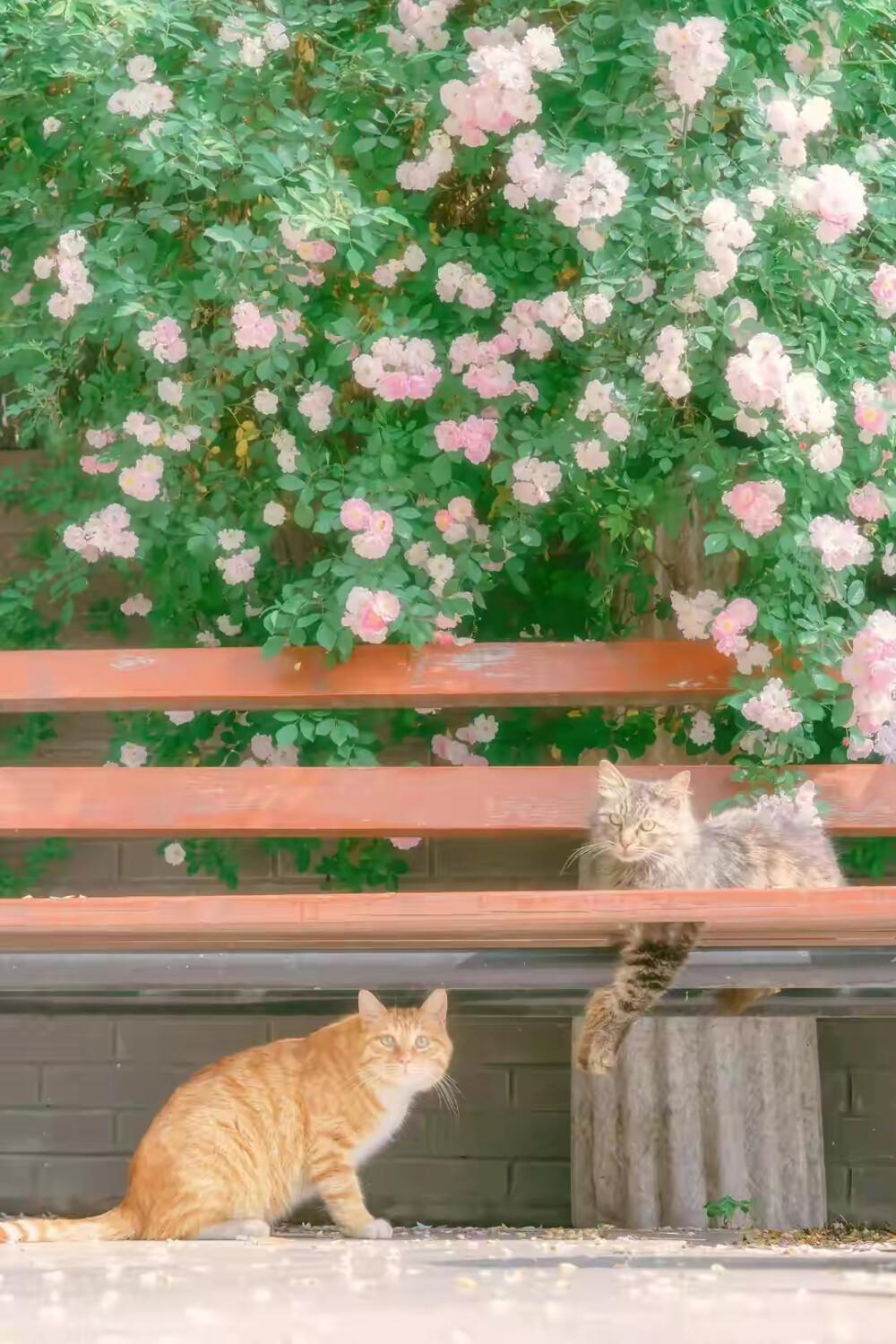 猫与花