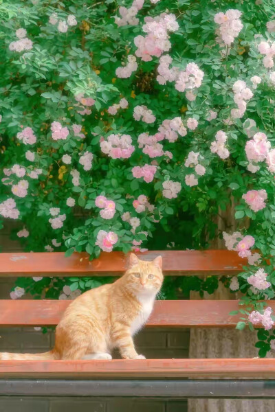 猫与花