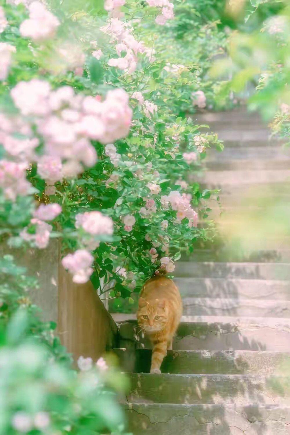 猫与花