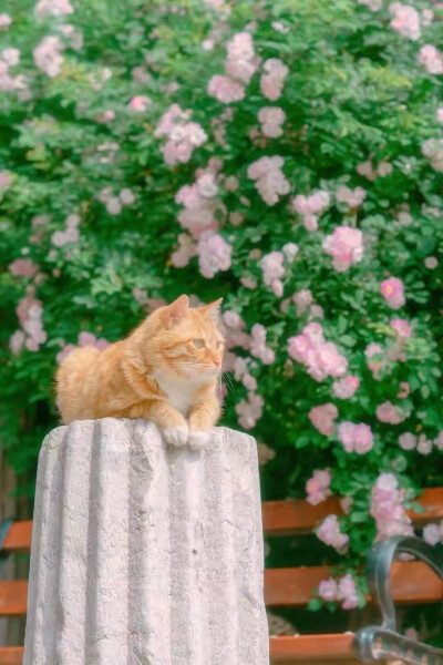 猫与花