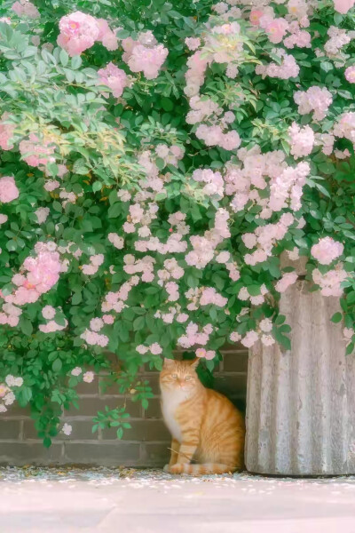 猫与花