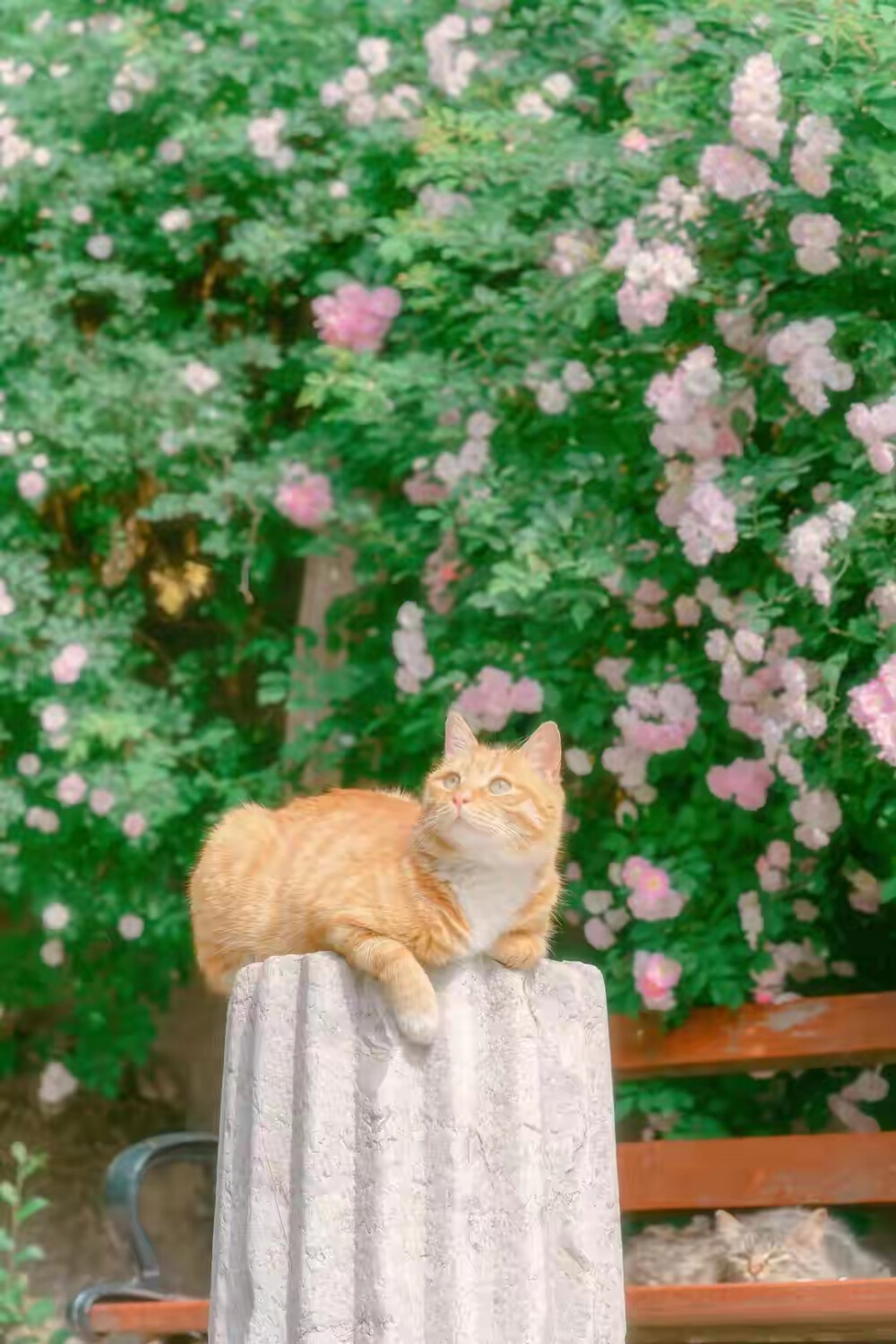 猫与花