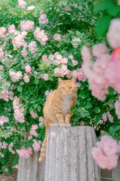 猫与花