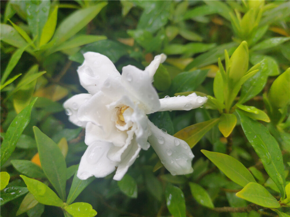 美丽吉安：吉州大道栀子花开 洁白如雪
初夏，正是栀子花开的时节。在江西吉安吉州大道两旁，娇嫩可爱、洁白如雪的栀子花迎风绽放，芳香四溢，沁人心脾，格外迷人。（摄/肖勇）