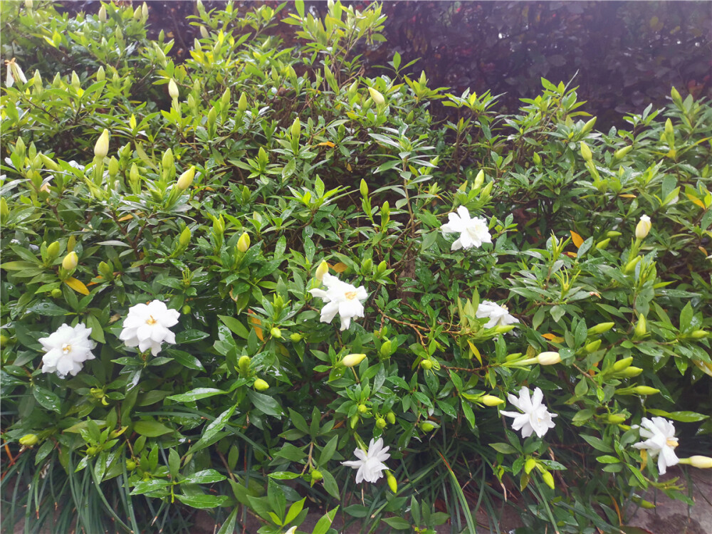 美丽吉安：吉州大道栀子花开 洁白如雪
初夏，正是栀子花开的时节。在江西吉安吉州大道两旁，娇嫩可爱、洁白如雪的栀子花迎风绽放，芳香四溢，沁人心脾，格外迷人。（摄/肖勇）