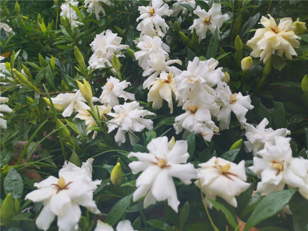 美丽吉安：吉州大道栀子花开 洁白如雪
初夏，正是栀子花开的时节。在江西吉安吉州大道两旁，娇嫩可爱、洁白如雪的栀子花迎风绽放，芳香四溢，沁人心脾，格外迷人。（摄/肖勇）