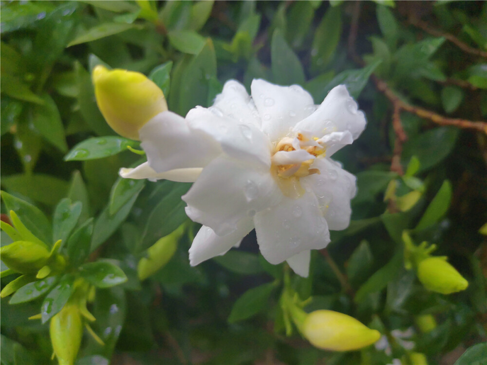 美丽吉安：吉州大道栀子花开 洁白如雪
初夏，正是栀子花开的时节。在江西吉安吉州大道两旁，娇嫩可爱、洁白如雪的栀子花迎风绽放，芳香四溢，沁人心脾，格外迷人。（摄/肖勇）