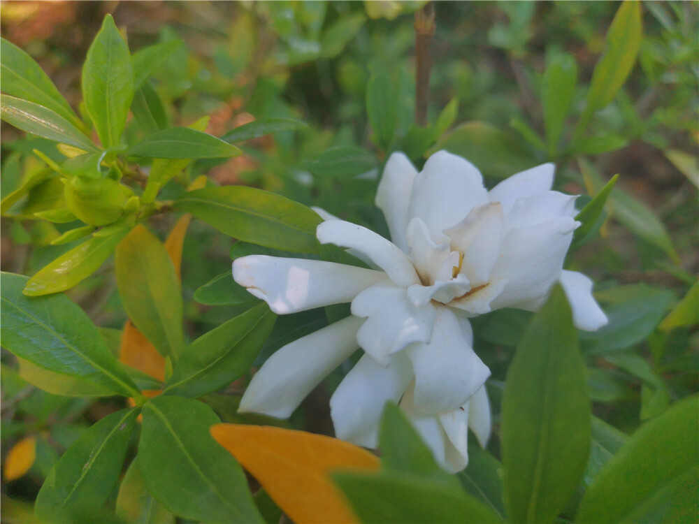 美丽吉安：吉州大道栀子花开 洁白如雪
初夏，正是栀子花开的时节。在江西吉安吉州大道两旁，娇嫩可爱、洁白如雪的栀子花迎风绽放，芳香四溢，沁人心脾，格外迷人。（摄/肖勇）