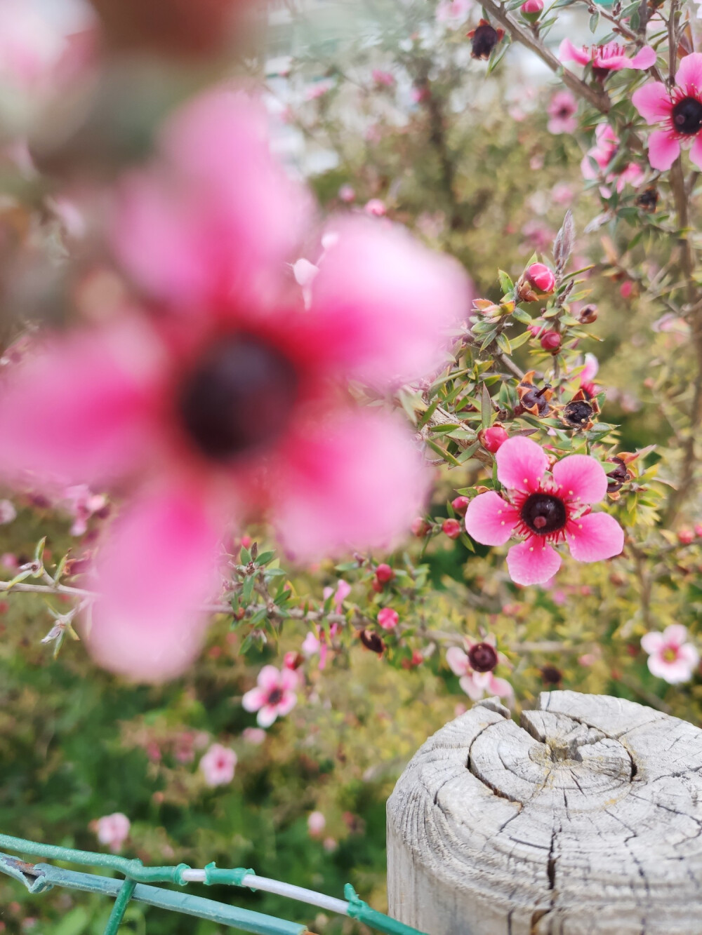 春夏花坛，小世界大景观