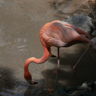 flamingo