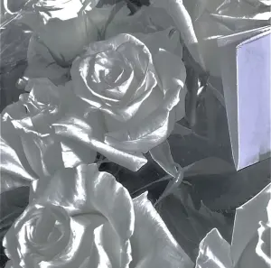 白色玫瑰花壁纸 堆糖 美图壁纸兴趣社区