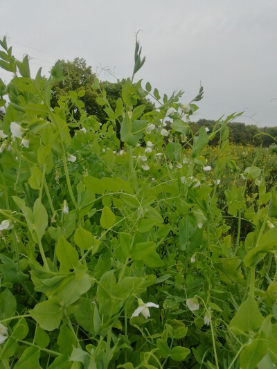 豌豆花