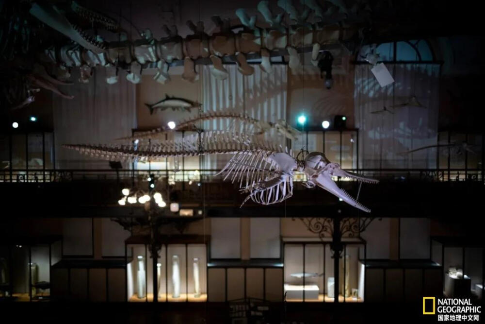 海豚骨架
海豚骨架是在摩纳哥海洋博物馆展出的众多展品之一。Jacques Cousteau担任了几十年的馆长。摄影：ALEXANDER PRAUTZSCH
