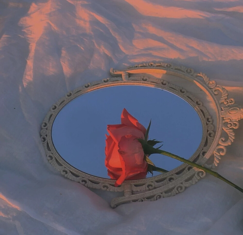 温柔玫瑰花背景图图片