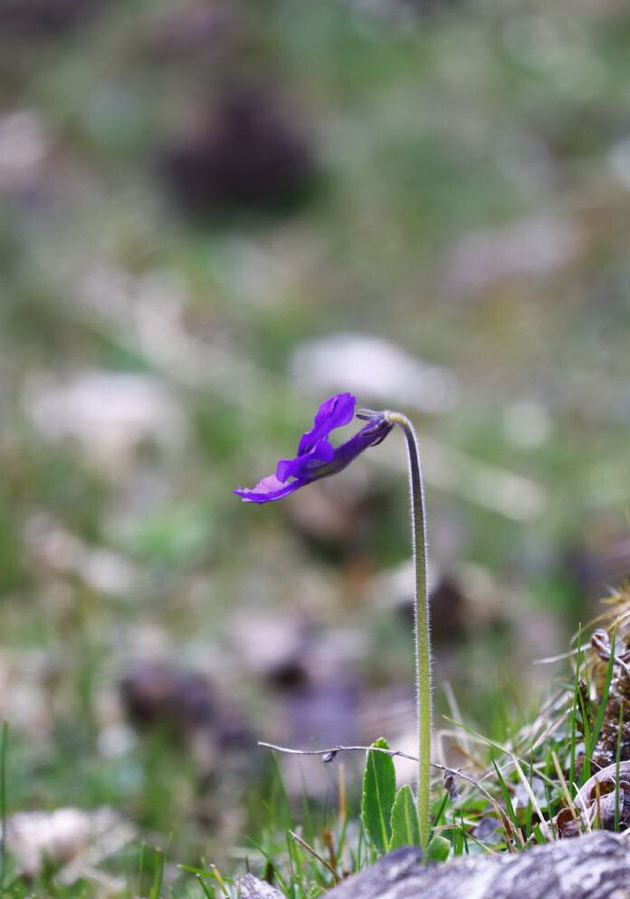 独花报春