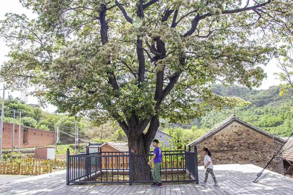 流苏树，树形高大优美，枝叶茂盛，初夏满树白花，如覆霜盖雪，清丽宜人。在密云就有这么一颗古流苏树，最新估计树龄580年，也就是明朝正统6年