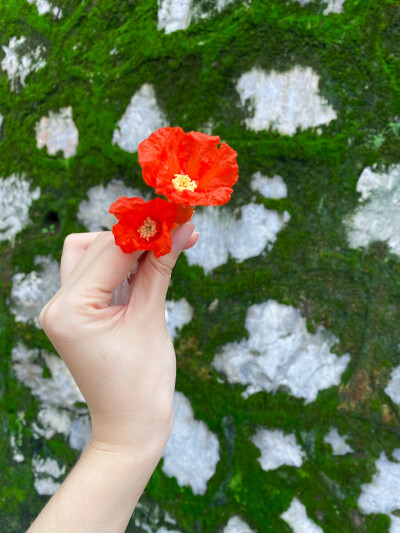 初夏细雨飞 榴花照眼明