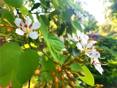 美丽吉安：庐陵文化生态园内羊蹄甲花开美如画
近段时间，江西吉安庐陵文化生态园内的观赏植物羊蹄甲正热情绽放，美丽而娇嫩的花儿一朵朵、一簇簇，格外迷人。（摄/肖勇）