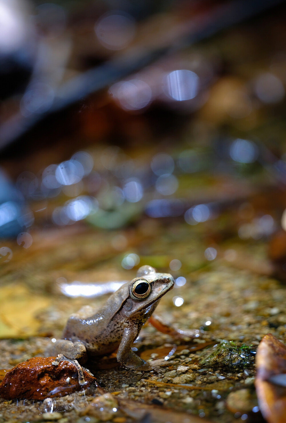树蛙 by_瓜哥微距摄影 来自站酷 瓜哥微距摄影