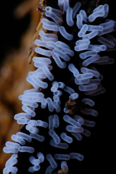 黏菌
by_瓜哥微距摄影
来自站酷 瓜哥微距摄影
