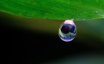 一枚小青蛙的卵，即将变成小蝌蚪。
by_瓜哥微距摄影
来自站酷 瓜哥微距摄影
