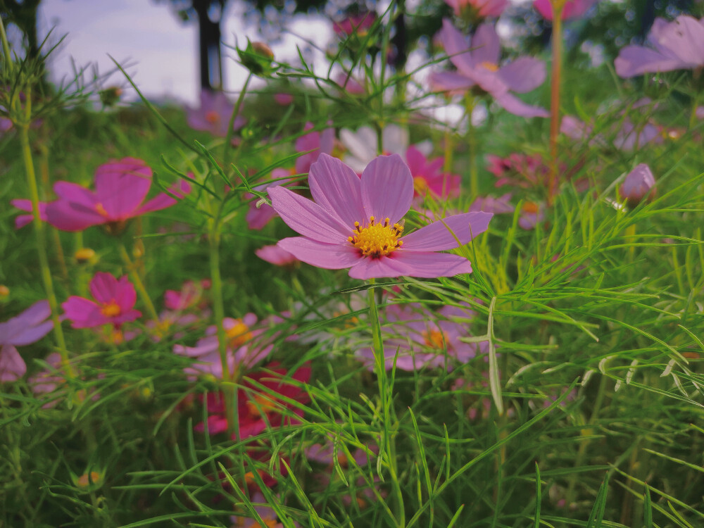 波斯菊