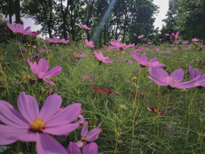 波斯菊