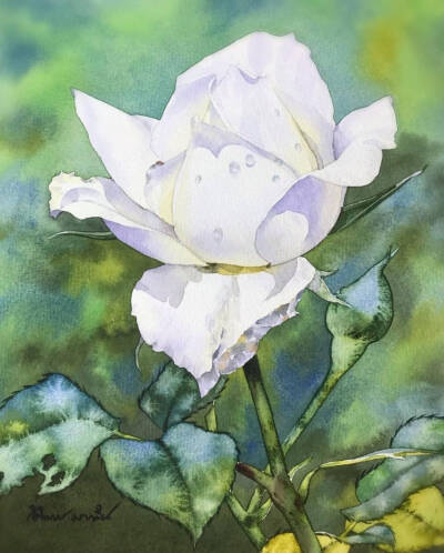 手绘 水彩 绘画 花