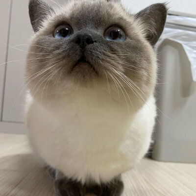 小黑脸
猫猫咪