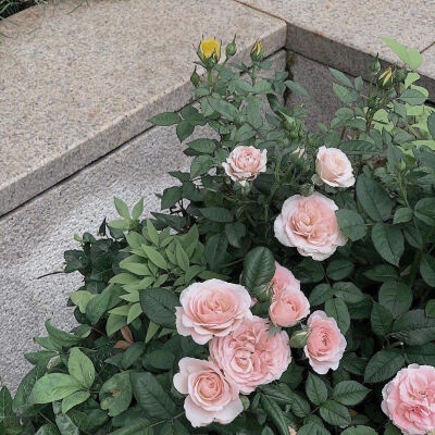 文艺.唯美.套图.光.花.主页图♡
转自最右 侵权删
（喜欢点赞收藏+关注，谢谢♡）