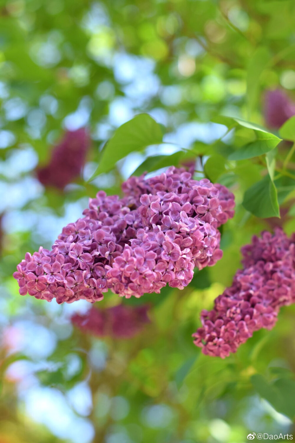 丁香花