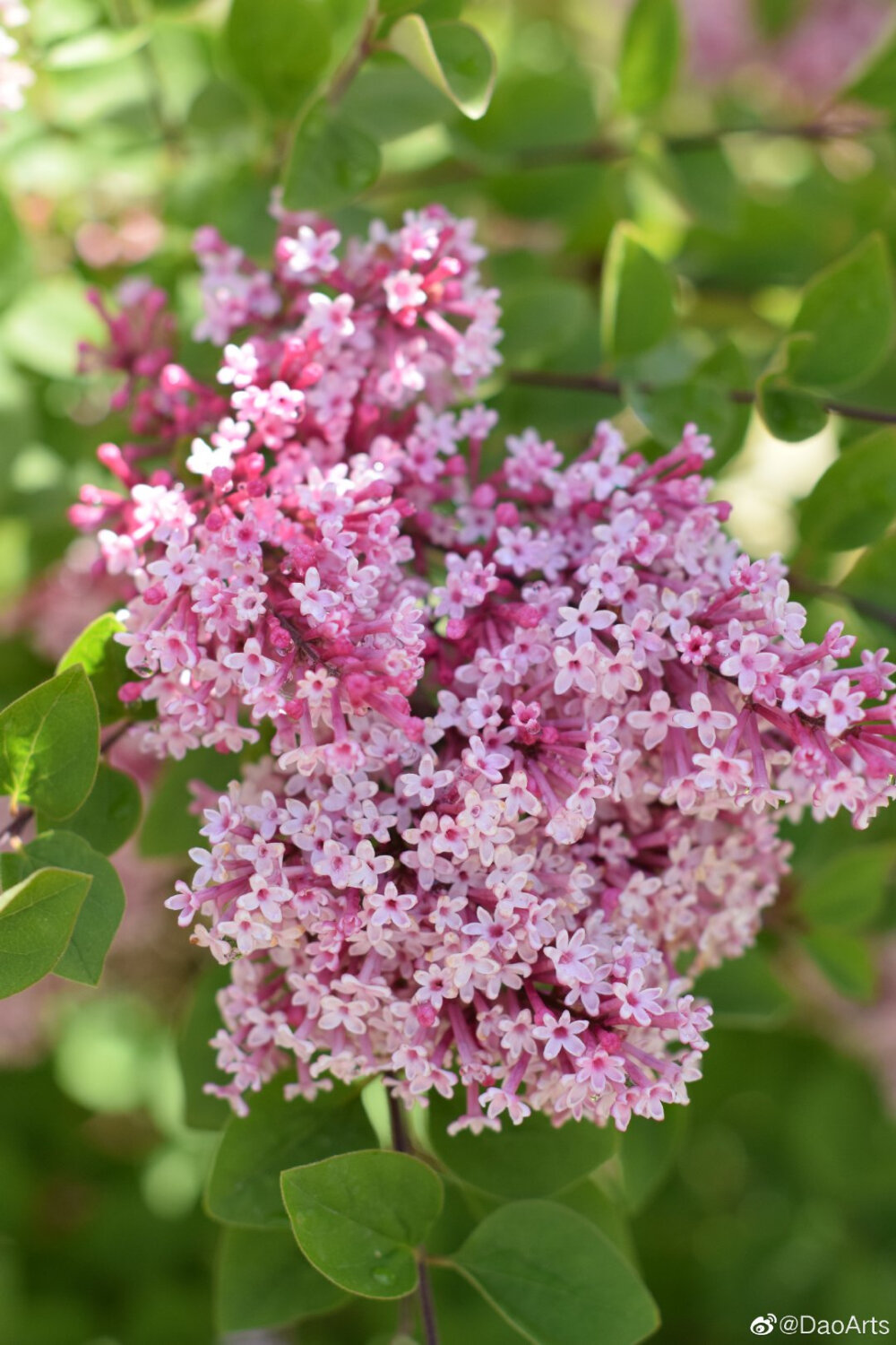 丁香花