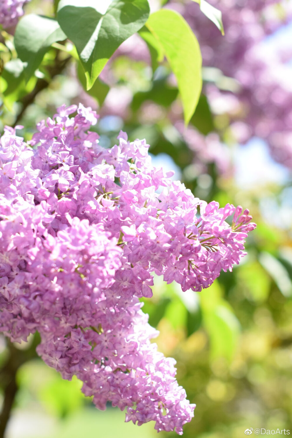 丁香花