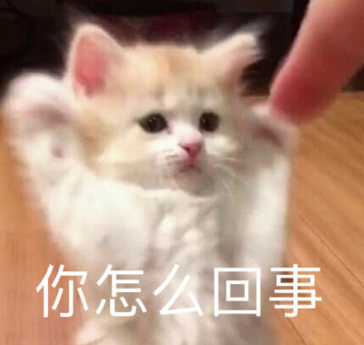 表情包/美少女切切酱/丸子妹/猫咪