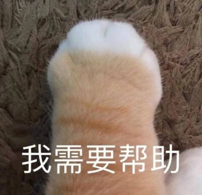 小猫咪表情包