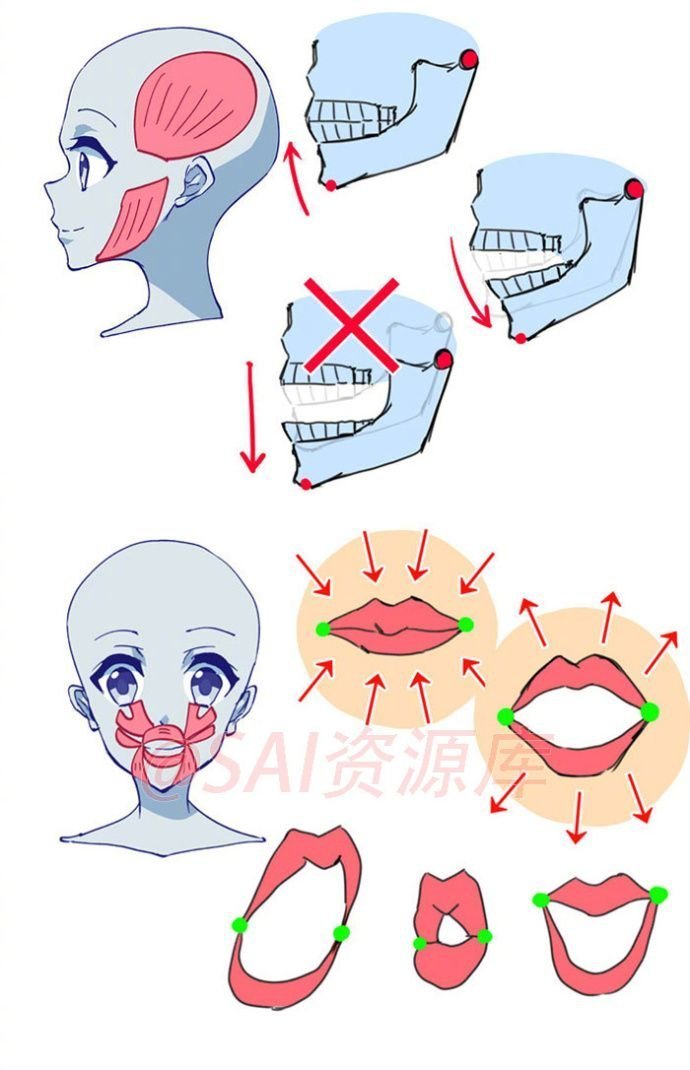 人物头部脸型教程几何
图源水印