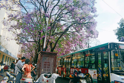 昆明，蓝花楹