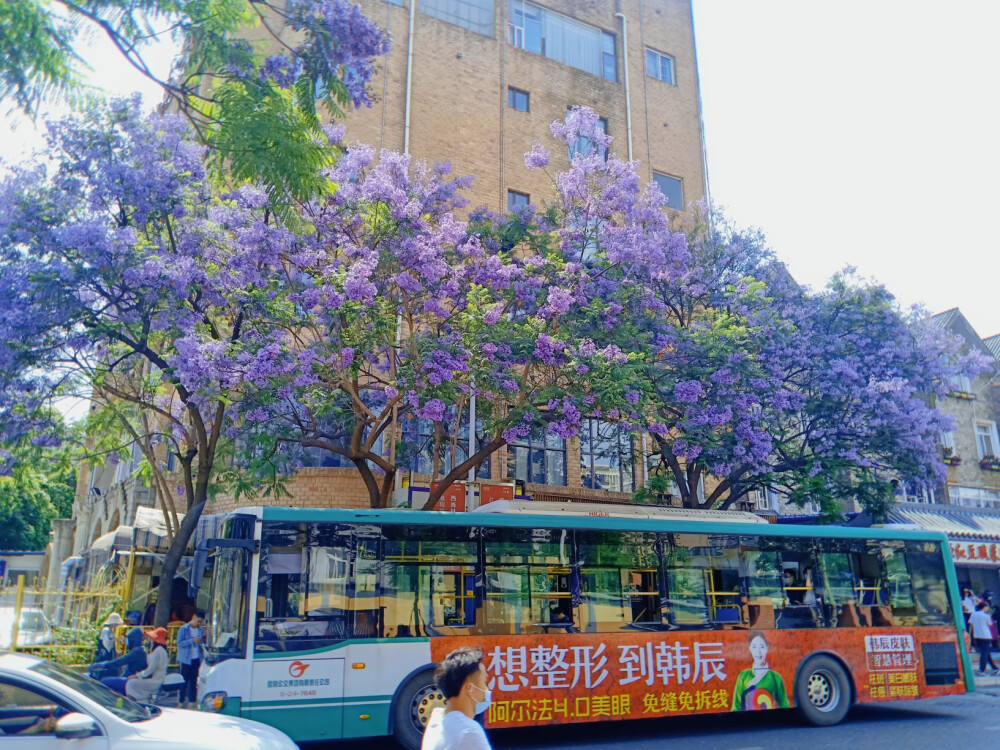 昆明，蓝花楹