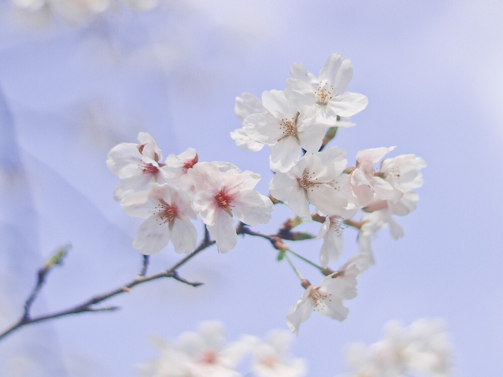 “季节换了个名字 依旧风光如故”
摄影@-Tink- ​