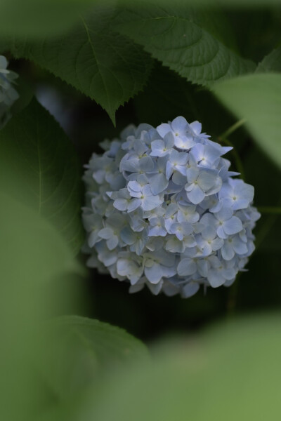 又是一年绣球花盛放。 ​
摄影@檀荛