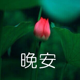 斗图表情包