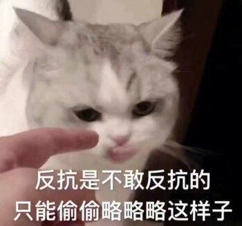 可爱#萌宠#猫咪表情