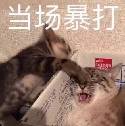 可爱#萌宠#猫咪表情